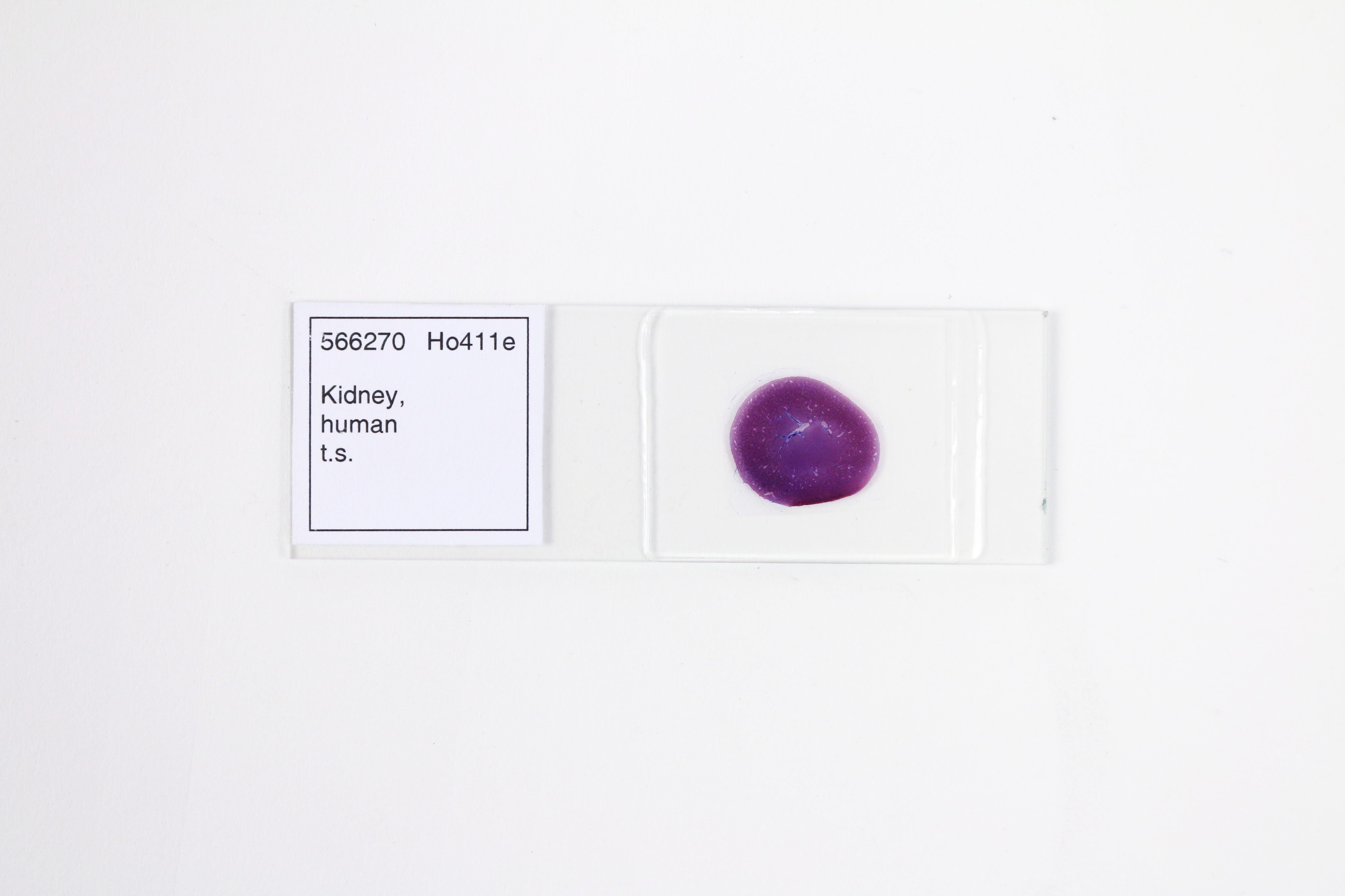 Frey Scientific Prepared Microscope Slide, Human Kidney TS 566270